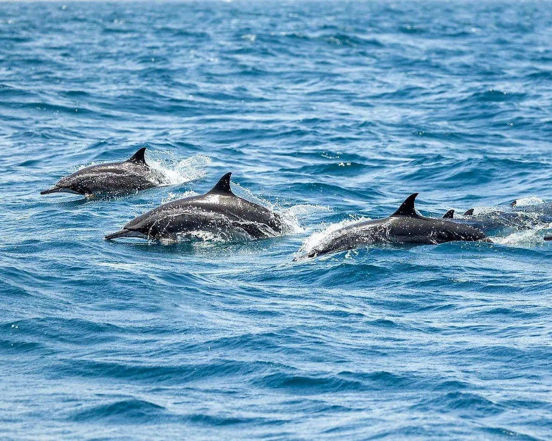 Dolphin watching cruise