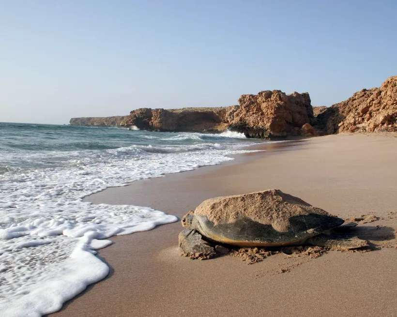 Green turtles tour, Ras Al Jinz