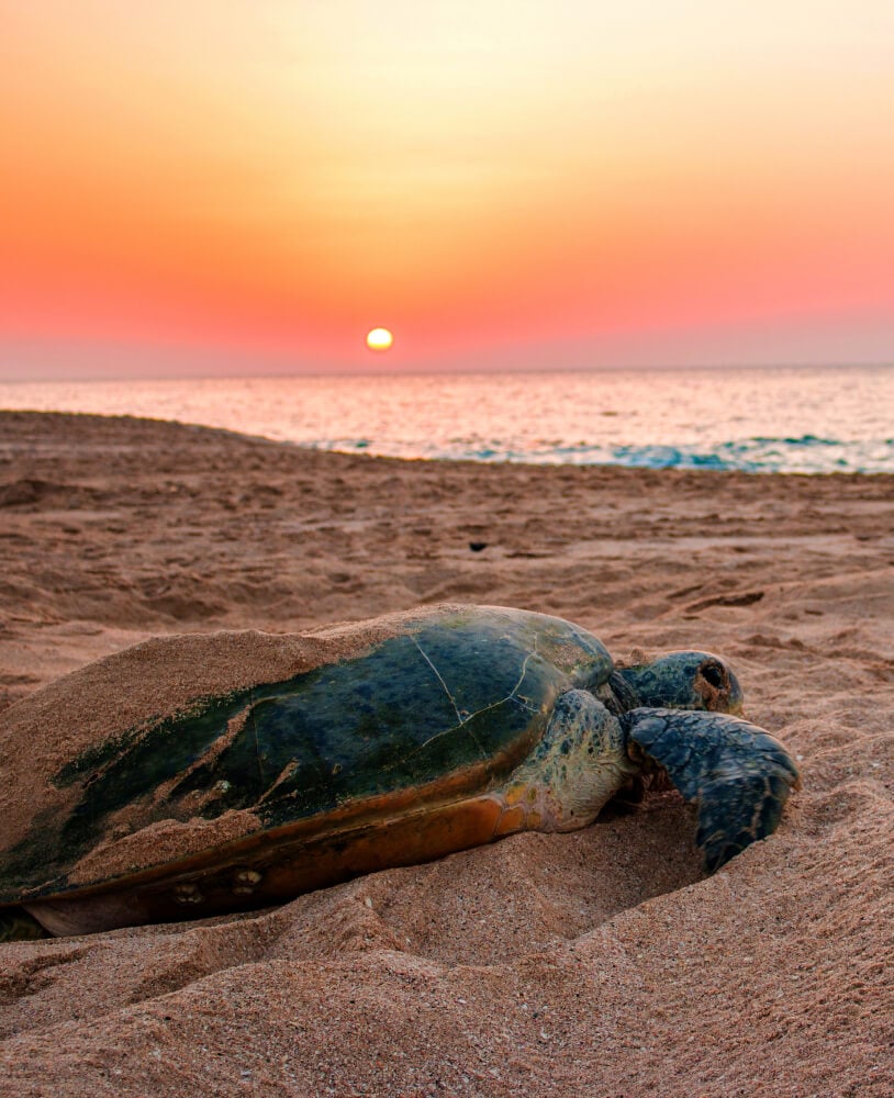 Green turtle at Ras Al Jinz